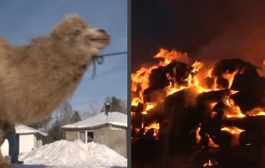 В России  сожгли пять верблюдов чтобы "поддержать страну"