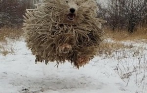 Цей пес схожий на швабру, проте він все одно неймовірно милий