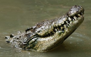 Зімбабве. 11-річна дівчинка засунула пальці в очі крокодилу, щоб врятувати молодшу подругу