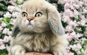 Як виглядали б інші тварини з котячою мордою? Ці фотографії розвеселять усіх!