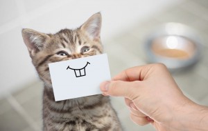 Популярные корма для котов: рейтинг «MasterZoo»